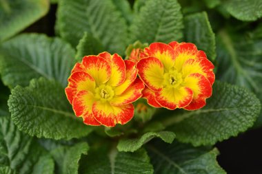 Turuncu ve sarı İngiliz Primrose - Latince adı - Primula Polyanthus melezleri