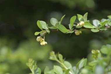 Thunbergs Barberry - Latince adı Berberis thunbergii