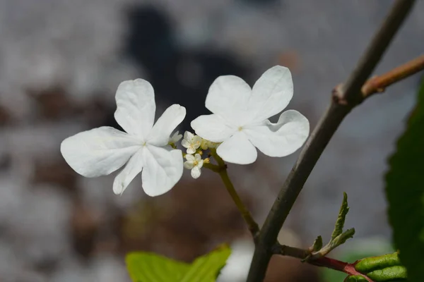 Japán Hógolyó Latin Név Viburnum Plicatum Var Tomentozum — Stock Fotó