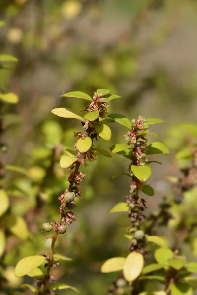 Kap Myrtenzweig Lateinischer Name Myrsine Africana — Stockfoto