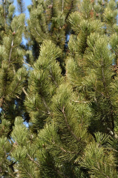 Bosnische Kiefer Lateinischer Name Pinus Heldreichii Var Leukodermis — Stockfoto