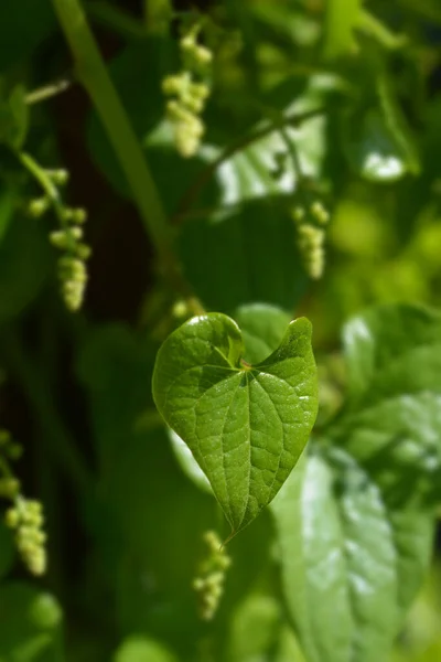 Black Bryony Leaf Латинское Название Dioscorea Communis Tamus Communis — стоковое фото