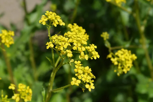 土耳其卷心菜 拉丁文名 东方大白菜 — 图库照片