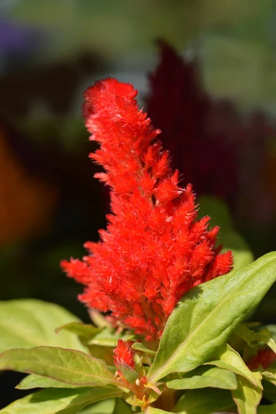 Cockscomb Red Flower Latin Name Celosia Argentea Var Plumosa — Stock Photo, Image