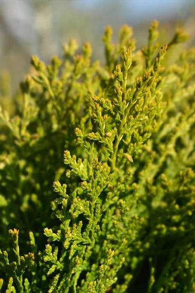 Dwarf Golden Oriental Thuja Latin Name Platycladus Orientalis Aurea Nana — 스톡 사진