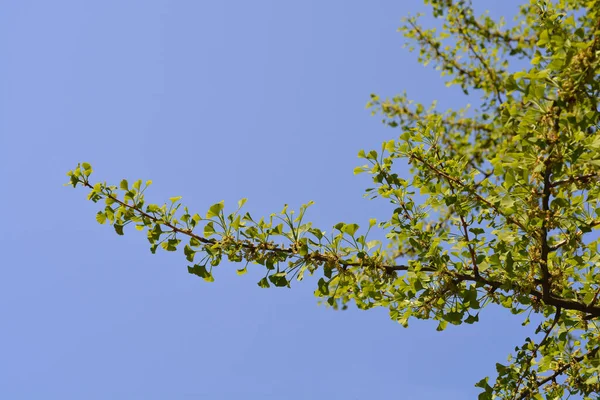 Ramo Ginkgo Nome Latino Ginkgo Biloba — Fotografia de Stock