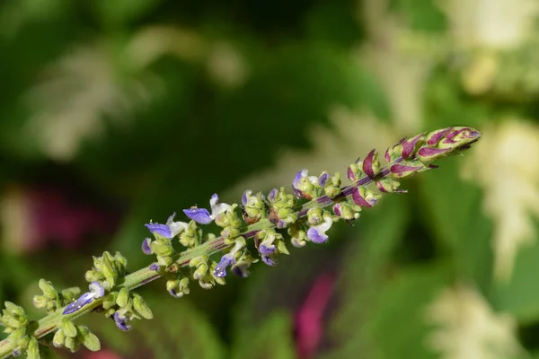 Painted Nettle Flower Latin Name Plectranthus Scutellarioides Solenostemon Scutellarioides — Stock Photo, Image