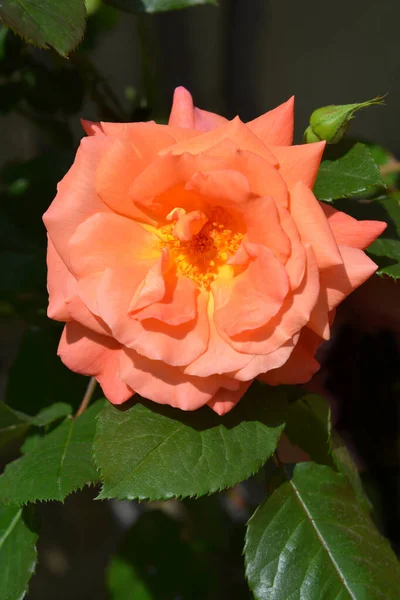 Westerland Rose Flower Nombre Latino Rosa Westerland — Foto de Stock