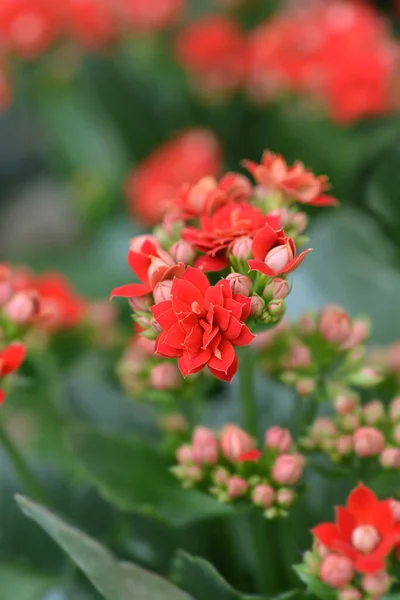 Red Florist Kalanchoe Latin Name Kalanchoe Blossfeldiana — Stock Photo, Image