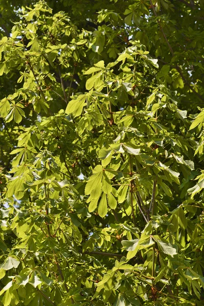 Κάστανα Κοινά Λατινική Ονομασία Aesculus Hippocastanum — Φωτογραφία Αρχείου