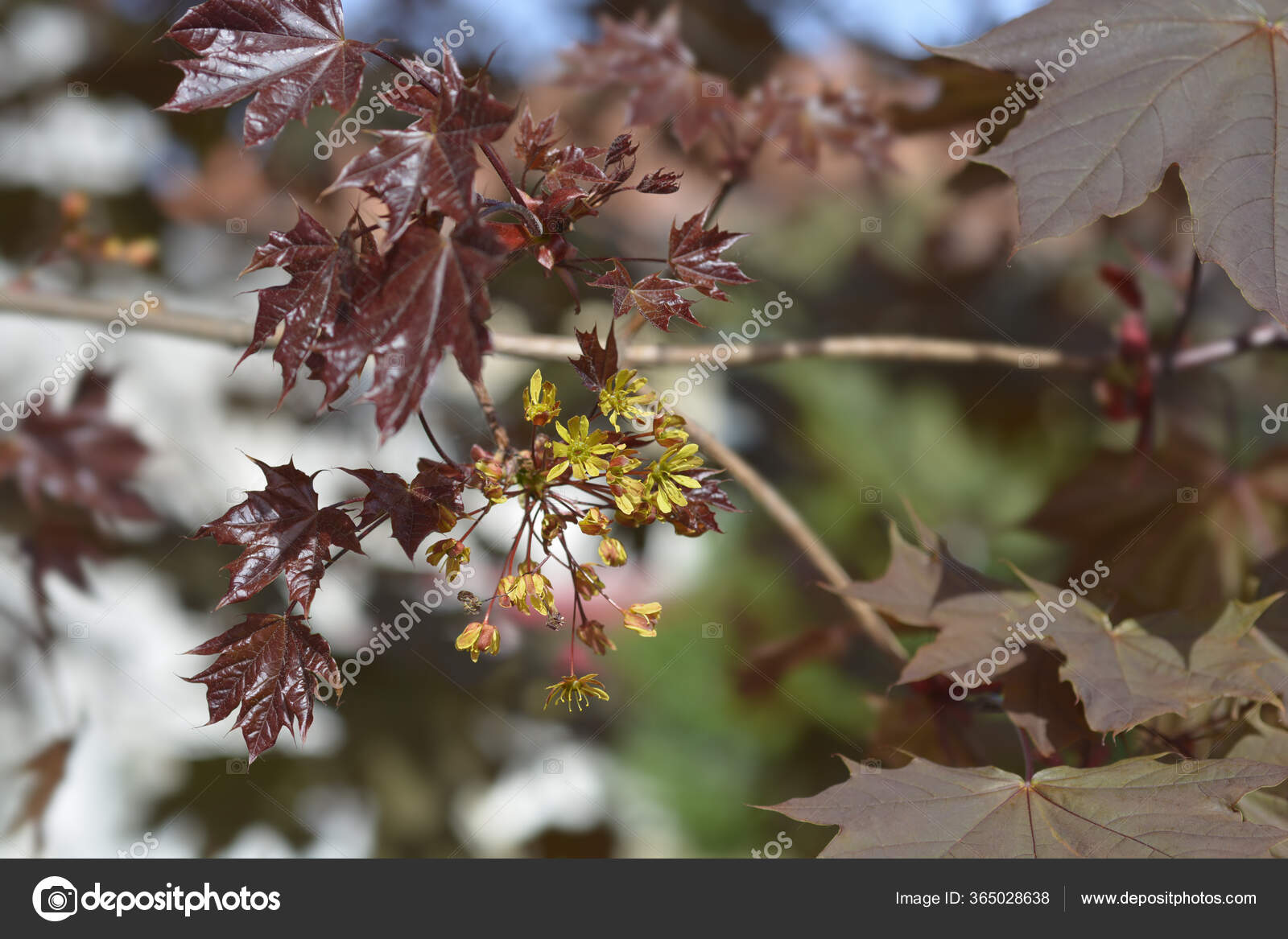 Norway Maple Crimson King Latin Name Acer Platanoides Crimson King Stock Photo By C Nahhan