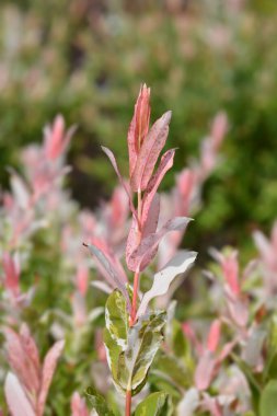Dwarf Flamingo Willow Hakuro Nishiki - Latince adı - Salix integra Hakuro Nishiki