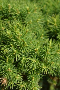 Dwarf White Spruce Alberta Globe - Latince adı Picea glauca subsp. albertiana Alberta Globe