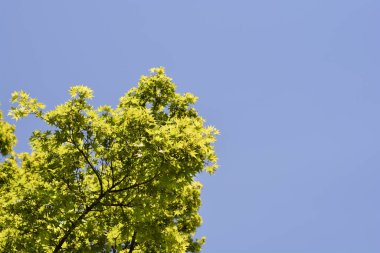 Japon akçaağacı - Latince adı - Acer palmatum