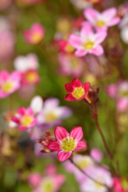 Saxifrage Arendsii melezleri - Latince adı - Saxifraga x arendsii