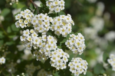 Van Houttes spiraea - Latince adı - Spiraea x vanhouttei