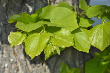 Small-leaved lime leaves - Latin name - Tilia cordata clipart