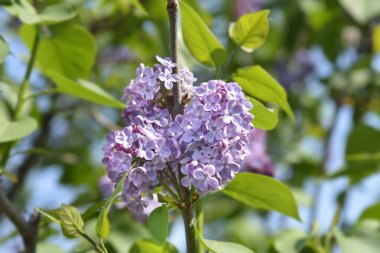 Pembe leylak çiçekleri - Latince adı - Şırınga vulgarisi
