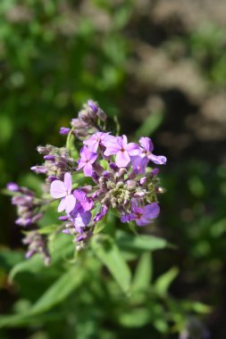 Bayanlar roket çiçeği - Latince adı - Hesperis matronalis