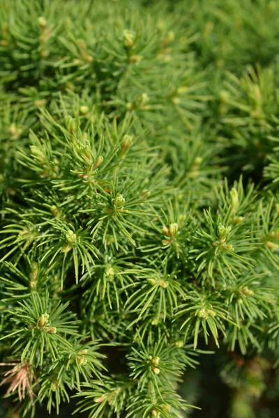 Dwarf White Spruce Alberta Globe Λατινική Ονομασία Picea Glauca Subsp — Φωτογραφία Αρχείου