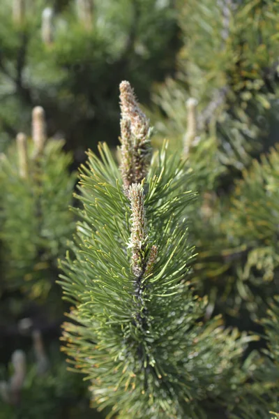 ドワーフ山松Mughus ラテン語名 Pinus Mugo Mughus — ストック写真