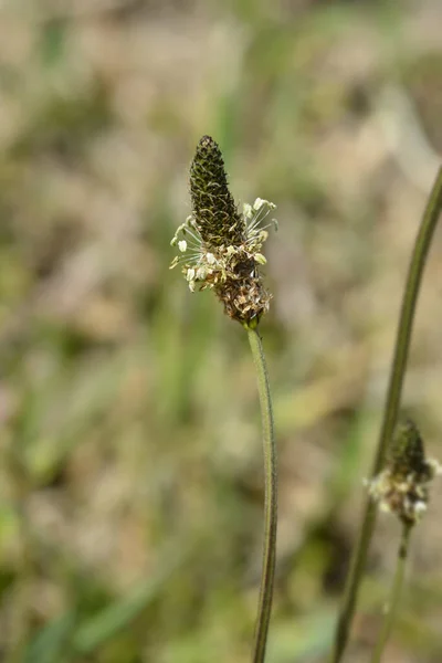 Ribwort Plantain Латинское Название Plantago Lanceolata — стоковое фото