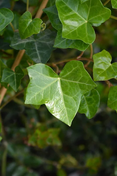 Atlantische Klimop Bladeren Latijnse Naam Hedera Hibernica — Stockfoto