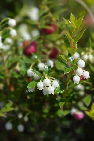 American Wintergreen Flowers Latin Name Gaultheria Procumbens — Stock Photo, Image