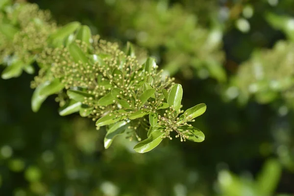 Scarlet Firethorn Latinské Jméno Pyracantha Coccinea — Stock fotografie