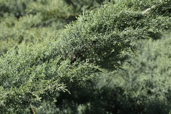 Chinese Juniper Hetzi Glauca Latin Name Juniperus Chinensis Hetzi Glauca — Stock Photo, Image