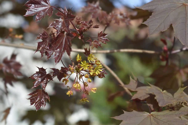 Norway maple Crimson King - Latin name - Acer platanoides Crimson King — Stock Image Norway Maple Crimson King Latin Name Acer Platanoides Crimson King Stock Photo