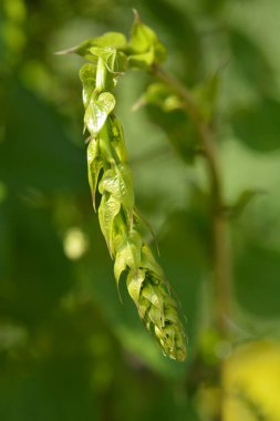Siyah bryonya 'ya yakın çekim - Latince adı - Dioscorea Communis (Tamus Communis)