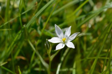 Beytüllahim 'in Bahçe Yıldızı - Latince adı Ornithogalum umbellatum