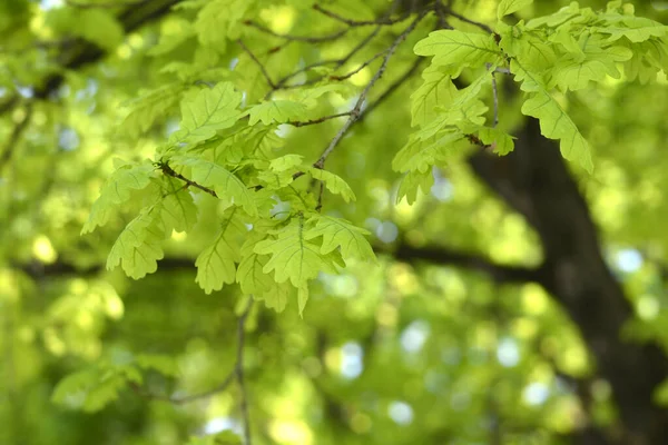 Φύλλα Βελανιδιάς Λατινική Ονομασία Quercus Robur — Φωτογραφία Αρχείου