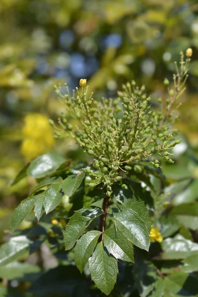 Oregon Druva Blommor Och Omogna Bär Latinskt Namn Berberis Aquifolium — Stockfoto