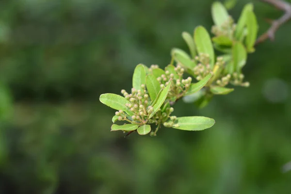 포르모사 라틴어 Pyracantha Koidzumii — 스톡 사진