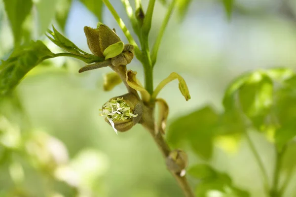 Çiçekli Kül Latince Adı Fraxinus Ornus — Stok fotoğraf