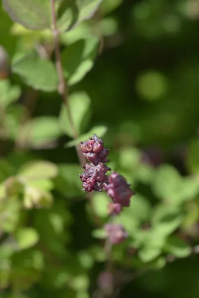 Coralberry Branch Nome Latino Symphoricarpos Orbiculatus — Fotografia de Stock