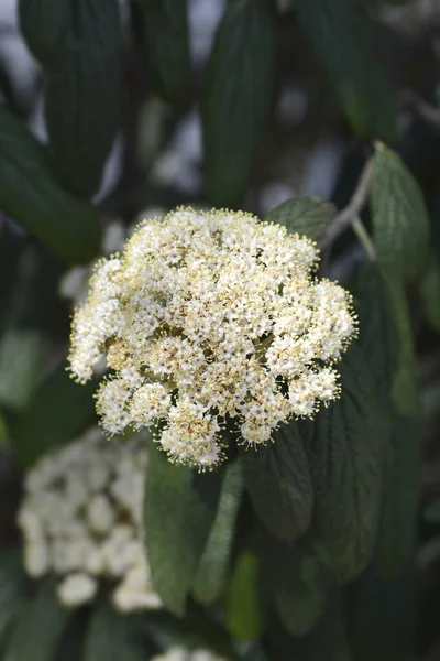 Ráncos Viburnum Latin Név Viburnum Rhytidophyllum — Stock Fotó