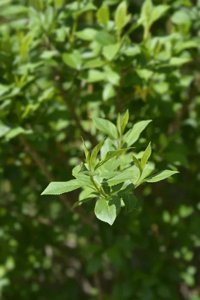 Płaczące Liście Forsycji Łacińska Nazwa Forsythia Suspensa — Zdjęcie stockowe