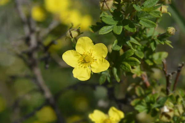 Yellow Shrubby Cinquefoil Flower Latin Name Potentilla Fruticosa — Stock Photo, Image