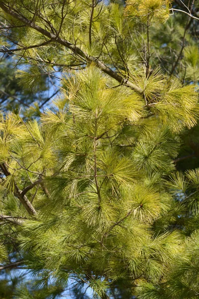 Pinheiro Branco Oriental Nome Latino Pinus Strobus — Fotografia de Stock