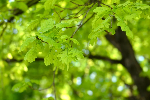 Common oak leaves - Latin name - Quercus robur — Stock Image Common Oak Leaves Latin Name Quercus Robur Stock Image