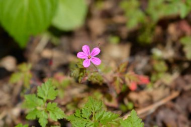 Herb Robert Çiçeği - Latince adı - Geranium robertianum