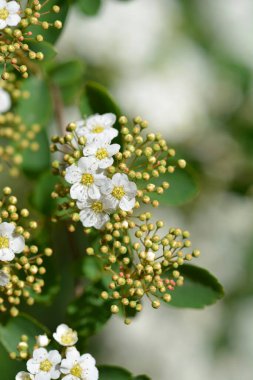 Van Houttes spiraea - Latince adı - Spiraea x vanhouttei