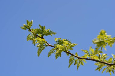 Thornless Honey çekirgesi, Latince adı Gleditsia triacanthos var. inermis