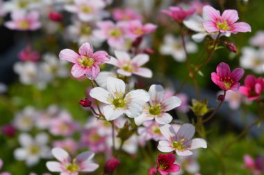 Saxifrage Arendsii melezleri - Latince adı - Saxifraga x arendsii
