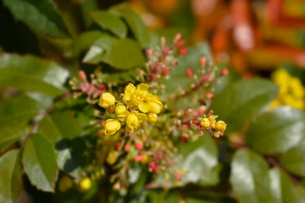 Flores Uva Oregon Nome Latino Berberis Aquifolium Mahonia Aquifolium — Fotografia de Stock