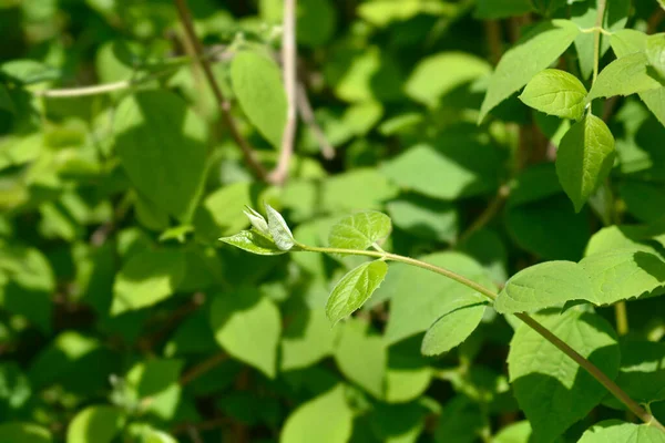 Słodkie Liście Modraszka Pomarańczowego Łacińska Nazwa Philadelphus Coronarius — Zdjęcie stockowe