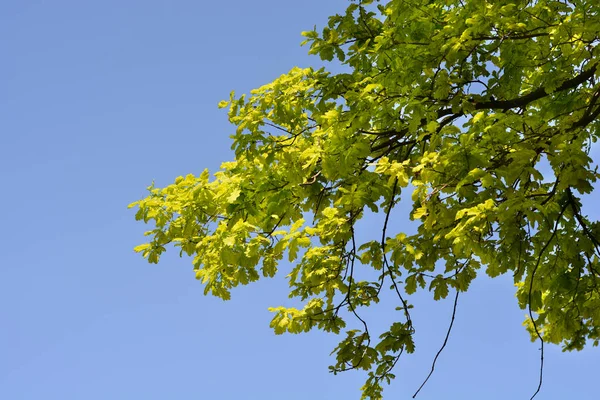 Branche Chêne Commun Nom Latin Quercus Robur — Photo
